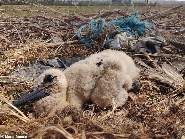 White stork with blue baler twine, a slow degrading polypropylene rope used in agriculture. White storks are opportunistic foragers when searching for food or building nests, meaning they often end up collecting synthetic waste