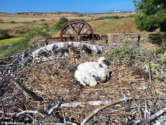 Pictured, healthy chicks in a nest built with no synthetic waste. On land, the incorporation of human-derived materials into bird nests is already well documented