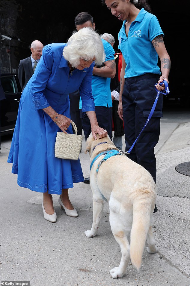 Camilla appeared taken by a golden Labrador, beaming as she bent down to scratch his head