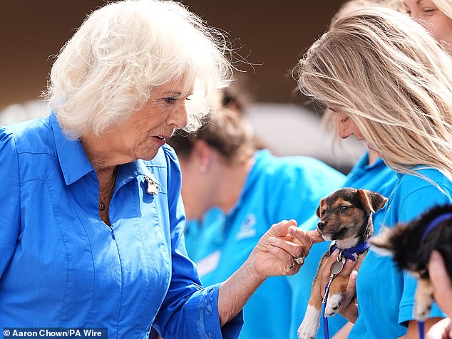 Dog lover Queen Camilla looks in high spirits as she strokes an adorable puppy at Battersea shelter on Monday