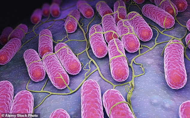 Salmonella is a group of bacteria that infects the gut of farm animals¿and typically affects meat, eggs and poultry