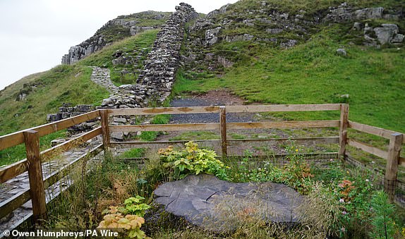 Shoots appearing to grow on the base of Sycamore gap tree in Northumberland. Daniel Daniel Graham and Adam Carruthers  are due to be sentenced on Tuesday after they were found guilty at Newcastle Crown Court of criminal damage after the felling of the Sycamore Gap tree - valued at £622,000 and £1,114 damage to Hadrian's Wall.  Picture date: Tuesday July 15, 2025. PA Photo. Photo credit should read: Owen Humphreys/PA Wire