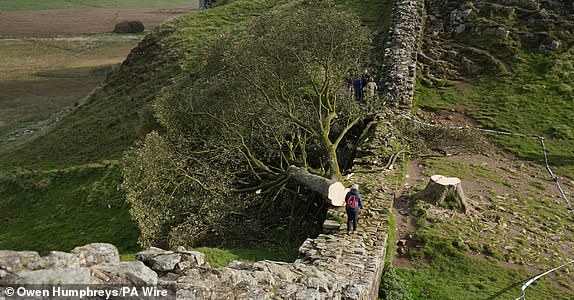 File photo dated 29/09/23 of the felled Sycamore Gap tree, on Hadrian's Wall in Northumberland. Daniel Daniel Graham, 39, (left) and Adam Carruthers, 32, are due to be sentenced on Tuesday after they were found guilty at Newcastle Crown Court of criminal damage after the felling of the Sycamore Gap tree - valued at £622,000 and £1,114 damage to Hadrian's Wall.  Issue date: Tuesday July 15, 2025. PA Photo. Photo credit should read: Owen Humphreys/PA Wire