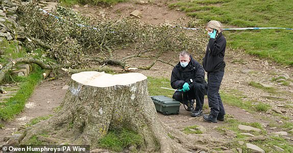 File photo dated 29/09/23 of forensic investigators from Northumbria Police examine the felled Sycamore Gap tree, on Hadrian's Wall in Northumberland. Daniel Graham, 39, and Adam Carruthers, 32, have been found guilty at Newcastle Crown Court of cutting down the Sycamore Gap tree in Northumberland. Issue date: Friday May 9, 2025. PA Photo. See PA story COURTS SycamoreGap. Photo credit should read: Owen Humphreys/PA Wire