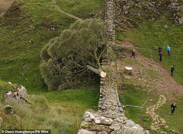 The tree was made famous when it appeared in Kevin Costner's 1991 film Robin Hood: Prince Of Thieves.