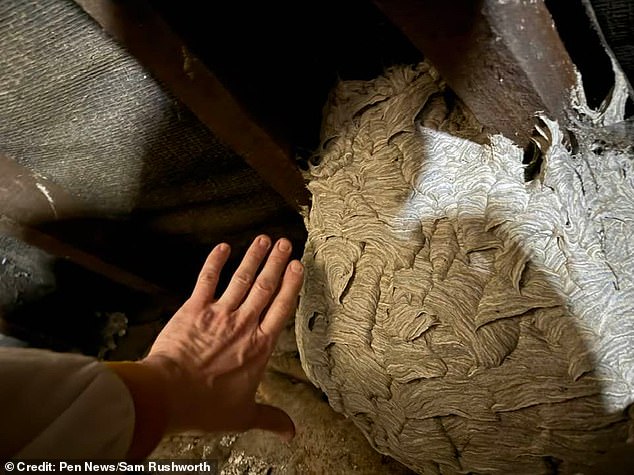 In terms of scale, the wasps' nests could grow as big as a space hopper, according to the expert. Pictured: a wasps' nest found in Lancashire this year