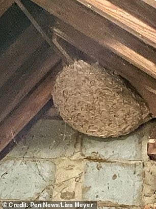 Photo shows a wasps' nest found in Kings Lynn, Norfolk