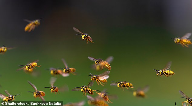 Wasps tend to sting when they become angry or scared. As anyone who has experienced one will know, their stings can be painful - but thankfully most people recover quickly and without complications (stock image)