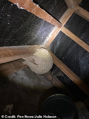 The nests are often found inside lofts or attics, and can reach the size of space hoppers