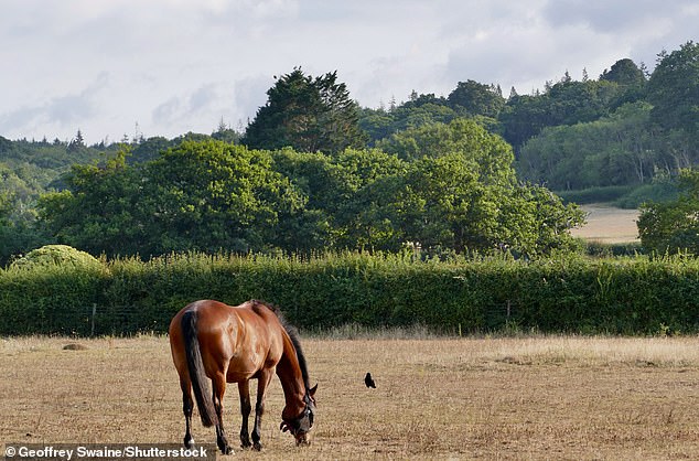 A horse grazes on dry grass by the Beaulieu River, Hampshire, in the sunshine on Monday