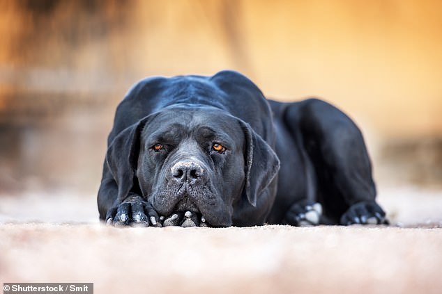 One of the dogs (not canine pictured) involved in the attack was a Cane Corsa who experts believe is 'likely' responsible for little Daniel's death. Pictured: a file photo of a Cane Corsa
