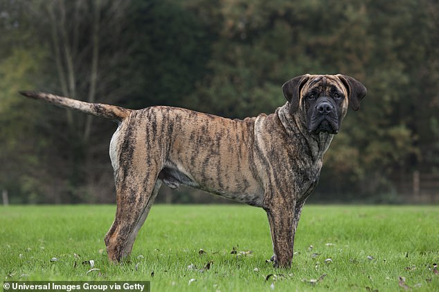 The other guard dog (again, not dog pictured) was a Boerboel type breed, athough it is not know if he participated in the attack. Pictured: a file photo of a Boerboel. a mastiff breed from South Africa