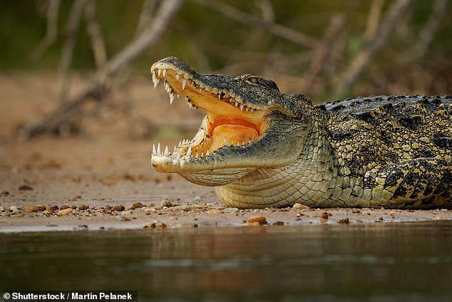 The phrase ‘crocodile tears’ comes from an old myth that the large reptiles cry while eating (stock image)