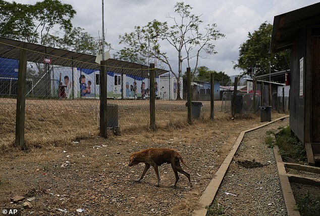 A stray dog walks in an empty migrant reception center that used to receive hundreds of people every day after they crossed the Darien Gap on their journey north to the United States, in Lajas Blancas, Panama, Sunday, April 6, 2025