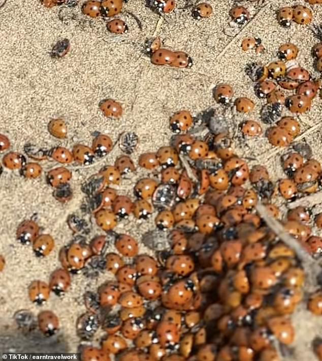 Experts say that the sudden swarms are due to the recent warm weather, which has led to a boom in the numbers of aphids which ladybirds feed on