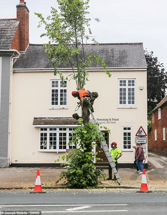 In July last year, a row of historic trees in the market town of Henley-in-Arden, Warwickshire (pictured), were sawn off without warning, with residents accusing Warwickshire County Council of vandalising the trees and ruining the town with its 'extreme' pruning