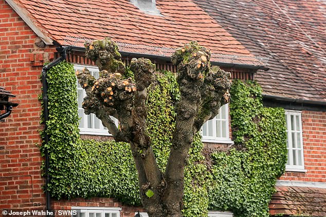 Clyde Loakes, Deputy Leader and Cabinet Member for Climate and Air Quality, insisted that Waltham Forest council 'share residents' love of trees and recognise the range of benefits they bring to local people and wildlife'. Pictured: trees that have been pruned in Henley-in-Arden
