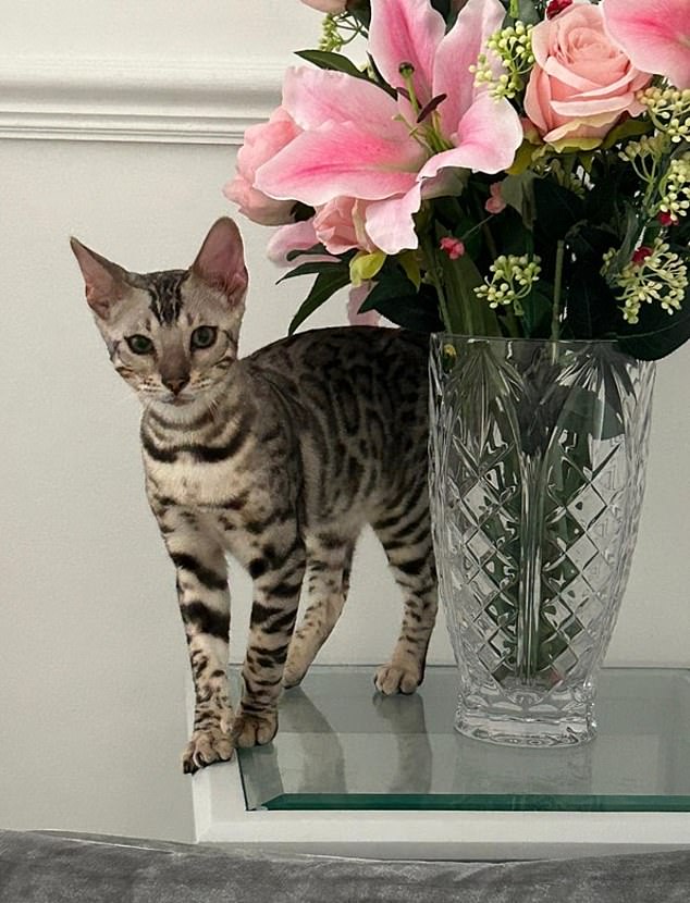 The 65-year-old bought a £400 Gucci cat collar and lead with 9ct gold engraved name tag for her beloved Bengal cat called Ghost