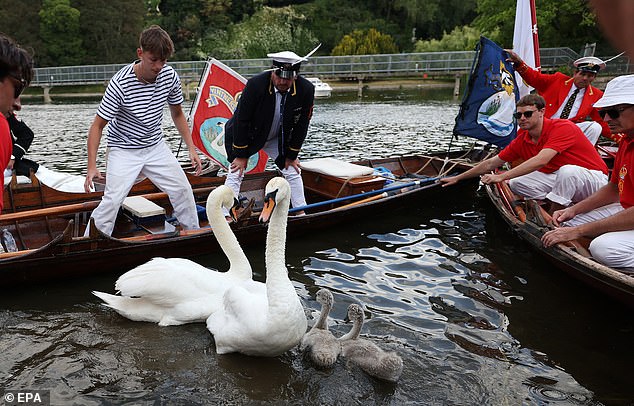 Swan upping has also become a popular spectacle with crowds gathering along the banks of the River Thames