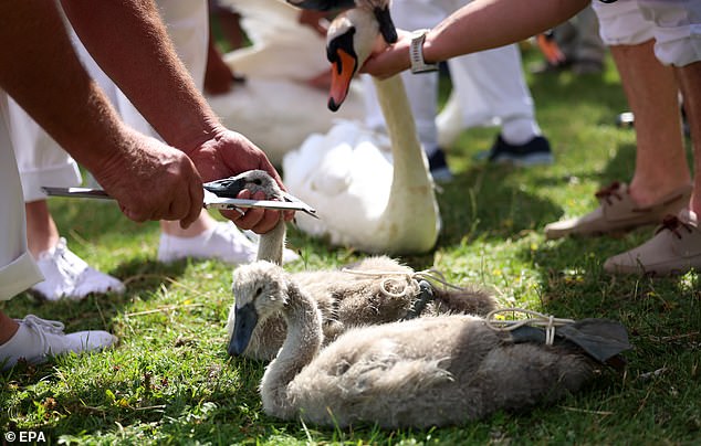 Swan uppers measure and tag cygnets along the banks of the River Thames