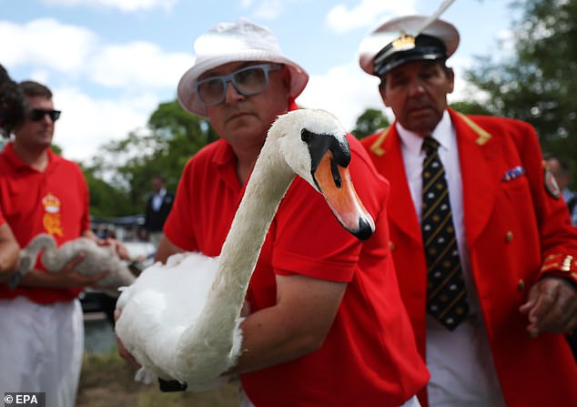 A Swan upper holds a swan after re-tagging the bird during the annual swan upping along the River Thames