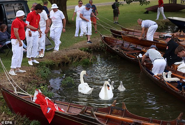Swan Uppers catch a family of swans and cygnets in Buckinghamshire on July 16
