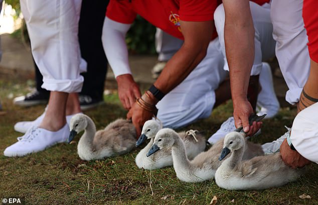 Swan uppers prepare to weigh, measure and tag cygnets during the annual swan upping along the River Thames