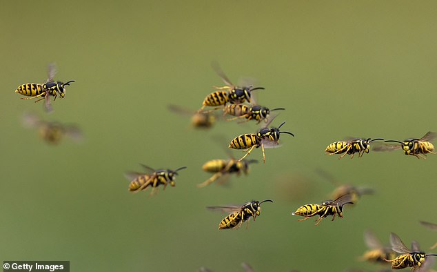 Despite their bad reputation, wasps are very useful – particularly in the garden where they are a natural form of pest control. They are also pollinators, and help to decompose dead carrion, which they feed to their young