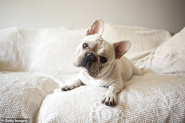 A Pets4Homes report looked into 7.5million pets which have been rehomed in the past six years and found 'flat-faced' breeds such as the French bulldog (pictured, file photo), which are expensive and can have health problems, are less popular