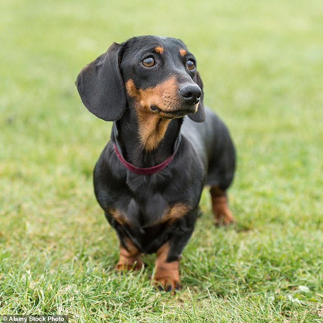 Also popular is the miniature dachshund (pictured, file photo) – beloved by celebrities including Prince Harry's ex-girlfriend Cressida Bonas and Game Of Thrones actress Emilia Clarke