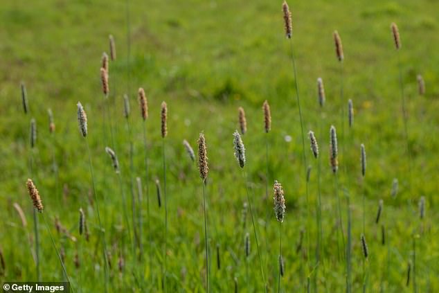 Foxtail plants - scientific name Alopecurus - are a part of the grass family and can cause serious problems if dogs come into contact with them (stock image)