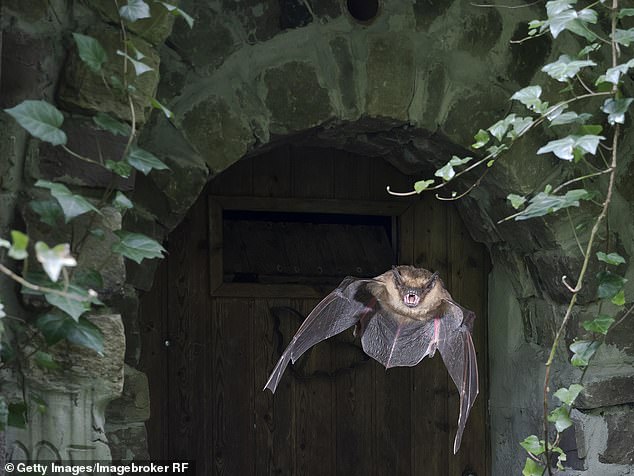 But now, concerns have been raised by Wiltshire Council's ecology team that the buildings located on the historic site have become 'a haven for bats', generating doubts about whether they should be removed (file image)