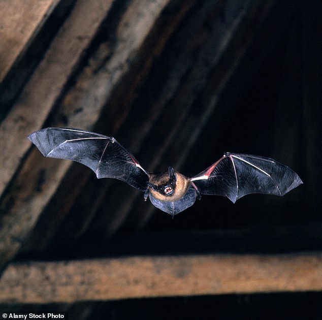Wiltshire Council's ecology team said that they submitted a Preliminary Roost Assessment which uncovered that 'the buildings on site are of moderate and high potential for roosting bats' (file image)