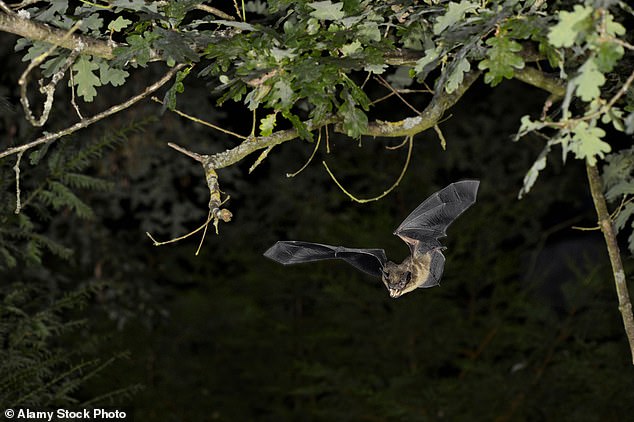 Wiltshire Council's ecology team added that due to concerns about the impacts on bats, compensation / mitigation measures must be incorporated into the proposals (file image)