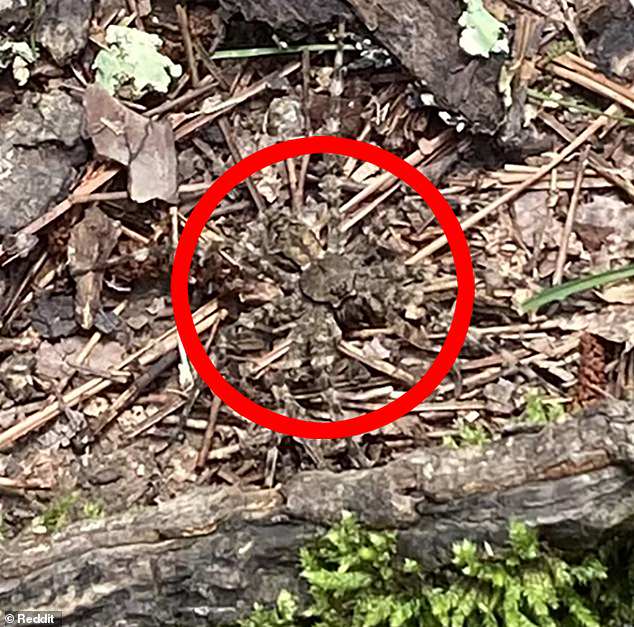 The spider was seen just above the a root, though it was well hidden in leaves, twigs and other brush materials