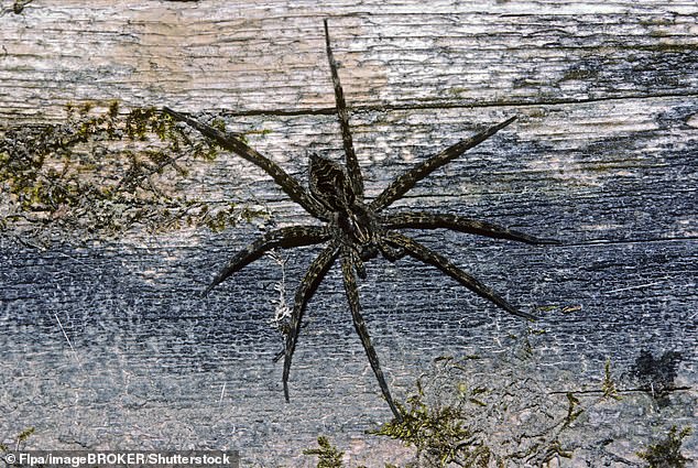 Pictured: A closeup of a dark fishing spider climbing a piece of wood in Michigan. Reddit users speculated this could be the type of spider in the photo
