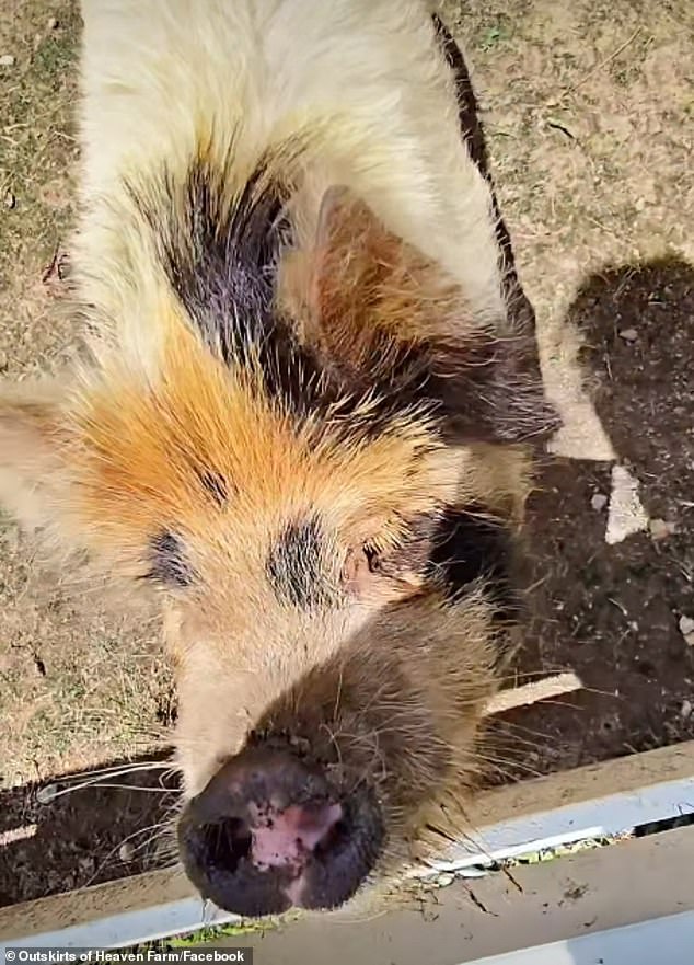 Durham's luxurious farm stay in Lexington, south of Winston-Salem, offers guests the opportunity to escape the city and experience farm life first hand. Pictured: Chippy the pig
