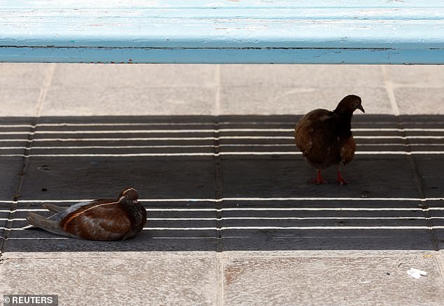 Pigeons shelter from the sun and heat under a bench along a promenade during a heatwave in Sliema, Malta July 22, 2025