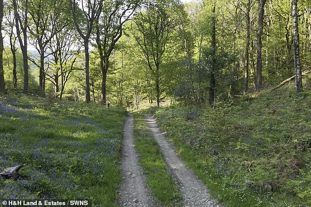 The woodland, which is free from environmental stewardship or woodland schemes, is crossed by a network of 'well-maintained' hardcore tracks