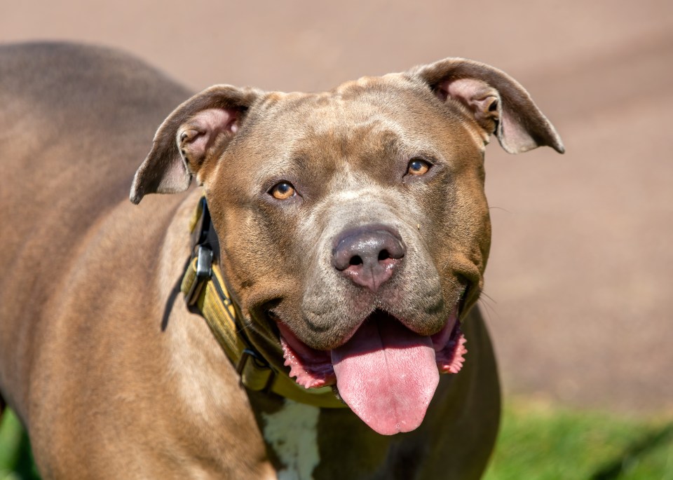 Close-up of an American XL Bully dog.
