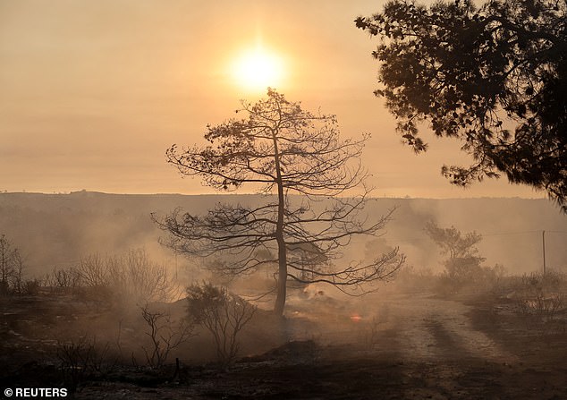 A burnt tree is seen during a wildfire at the area of Souni near Limassol, Cyprus on July 24