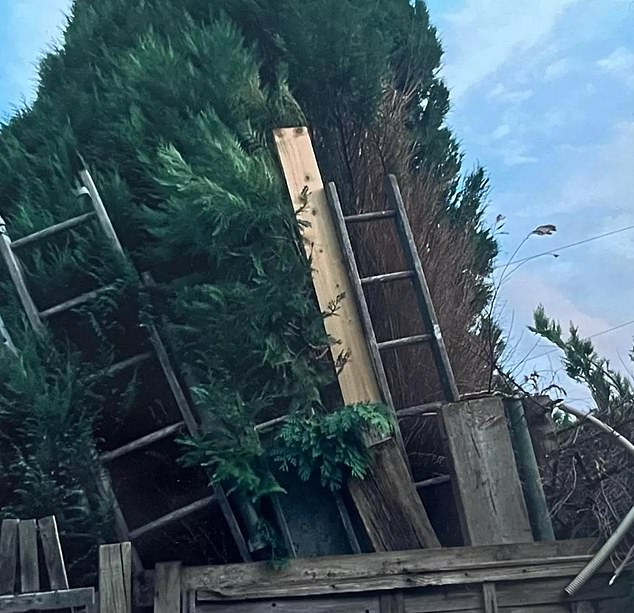 The tree which the Smiths, who have resided in their detached home for 44 years, insisted towered over their garden and left it in darkness