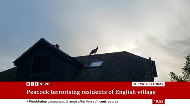 The hilarious imitation came before a news package about a disruptive peacock terrorising residents in Wiltshire with its loud bird call and tendency to chew through vegetable gardens
