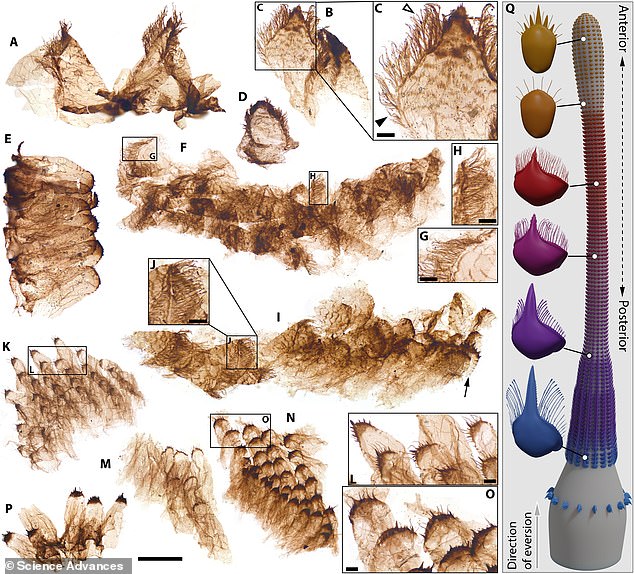 These fossils were found at a site that was once underwater hundreds of millions of years ago