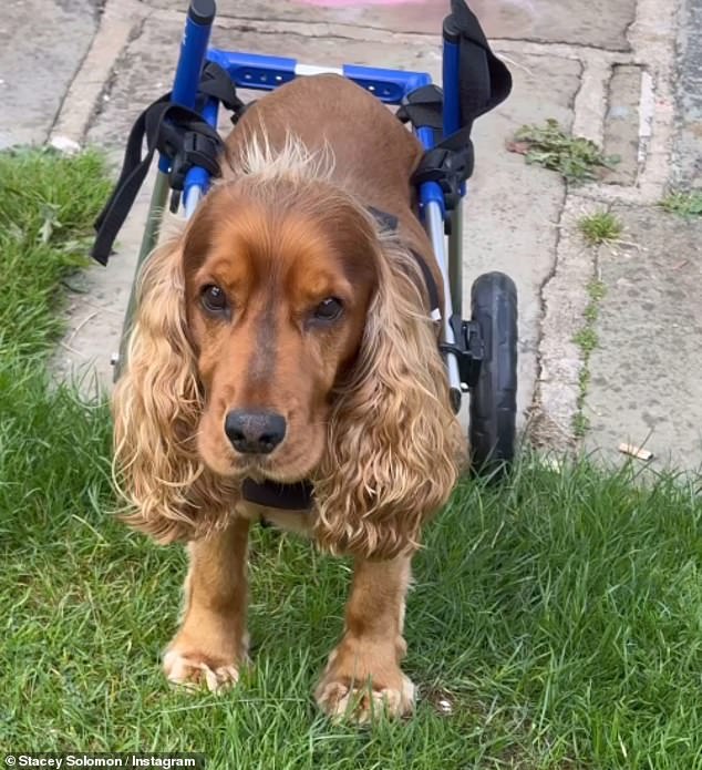 The TV personality, 35, shared that her four-legged pet is back walking around after they bought him some wheels to assist his back two legs