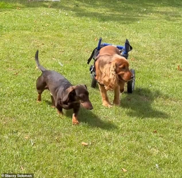 She explained in a heartfelt Instagram post that the hound was nervous to begin with but has now settled into to his new way of life