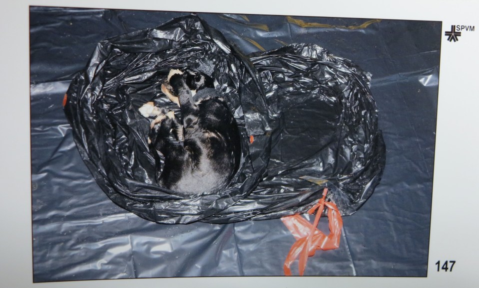 Photo of evidence: a dog inside a black plastic bag.