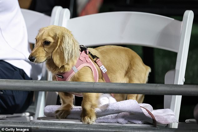Earlier on Friday, Bella watched the quarterfinal from her own seat in the Russian's box