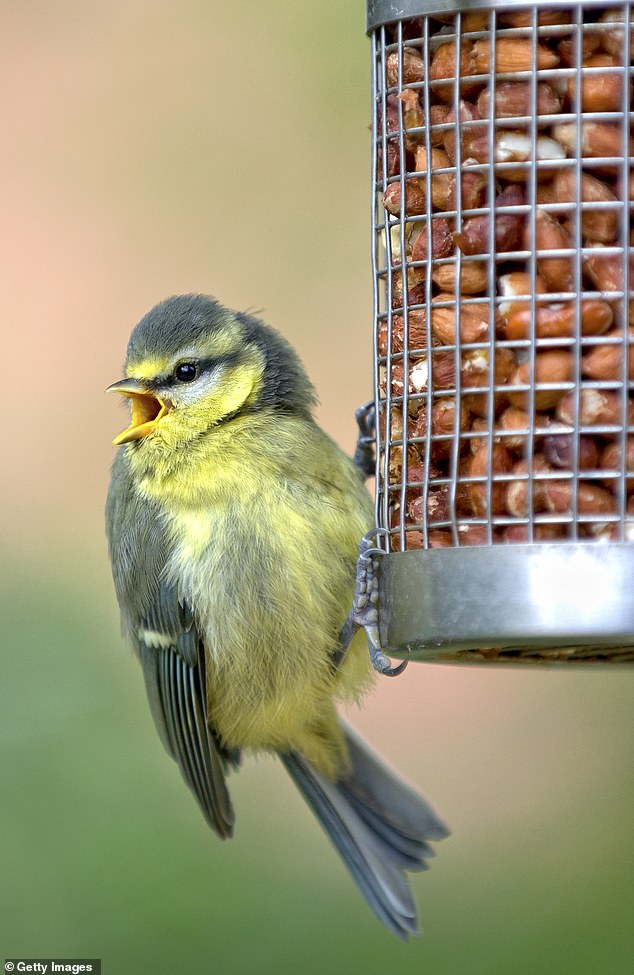 Call to feeder: Young blue tit on a bird feeder