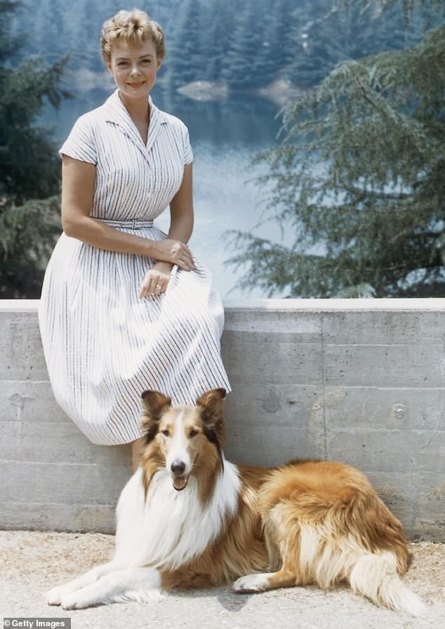 June Lockhart is so beloved as a standalone figure, especially by fans of throwback TV shows like Lassie (pictured) and Lost in Space, that her 'nepo baby' status is often forgotten